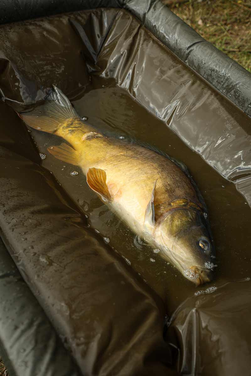 patut Fox Carpmaster