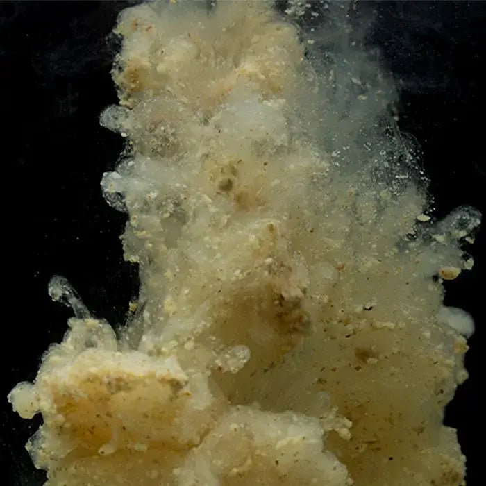 Stick Mix Sticky Manilla 900 g - Tienda Carpfishing